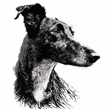 Portrait of a Lurcher/greyhound/sighthound