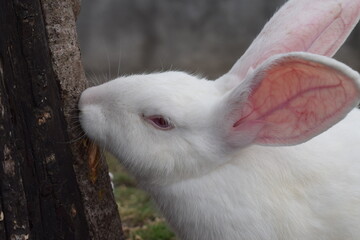 A cute and unique white rabbit that is definitely suitable to be kept