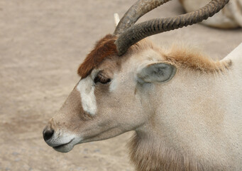 Mendesantilope / Addax / Addax nasomaculatus