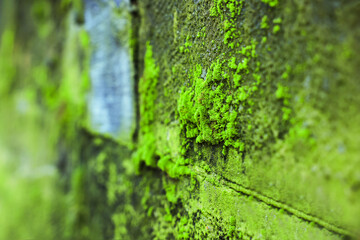 Textured wall with green moss outdoors, closeup