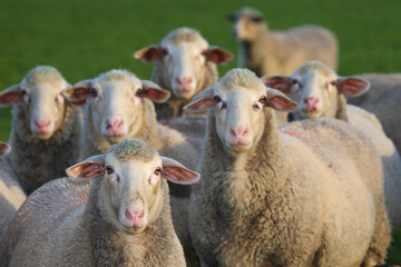 Obraz premium Schaf / Sheep / Ovis