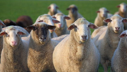 Obraz premium Schaf / Sheep / Ovis