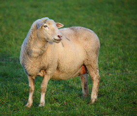 Schaf / Sheep / Ovis