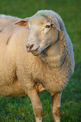 Schaf / Sheep / Ovis