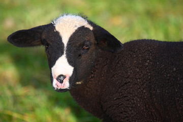 Schaf / Sheep / Ovis.