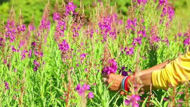 Woman picking mountain tea. Medicinal herbs and teas on the mountain. Willow herb (Ivan-tea), Chamaenerion angustifolium, Epilobium spicatum. Serbian - Kiprovina, Vrbica, Vrbovica