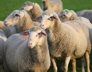 Schaf / Sheep / Ovis.