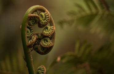 Nature detail background. Spiral fern leaf in golden hour.