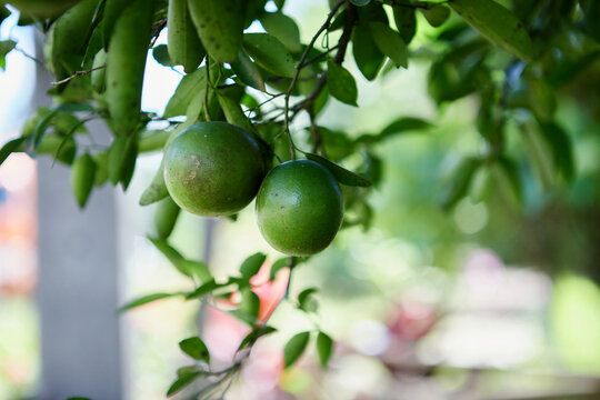 Fresh green tangerine fruit in the orchard