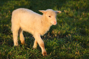 Fototapeta premium Schaf / Sheep / Ovis.