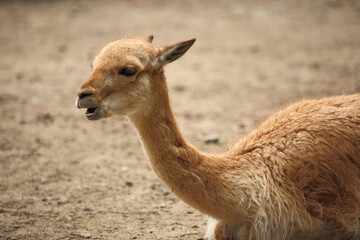 Obraz premium Vikunja / Vicuna / Vicugna vicugna