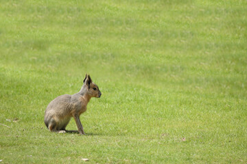 Großer Pampashase / Patagonian mara / Dolichotis patagonum