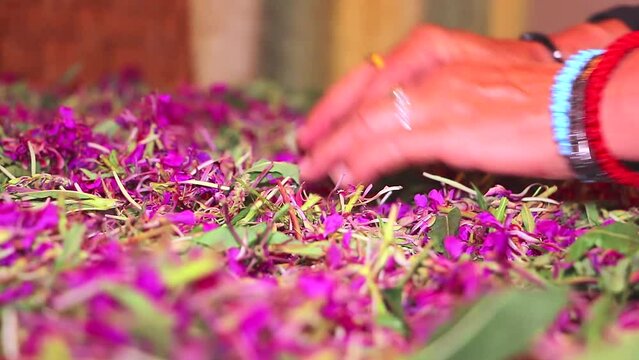 Fresh mountain tea crop drying. Woman prepares tea for drying. Willow herb (Ivan-tea), Chamaenerion angustifolium, Epilobium spicatum. Serbian - Kiprovina, Vrbica, Vrbovica