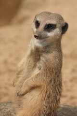 Fototapeta premium Erdmännchen / Suricate or Meerkat / Suricata suricatta
