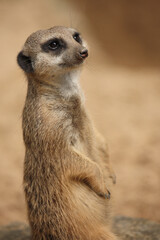 Erdmännchen / Suricate or Meerkat / Suricata suricatta