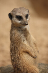 Fototapeta premium Erdmännchen / Suricate or Meerkat / Suricata suricatta