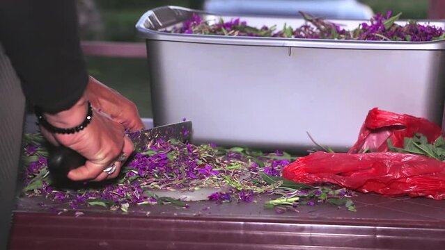 Fresh mountain tea crop drying. A woman cuts a pot of tea with a knife on the table. Willow herb (Ivan-tea), Chamaenerion angustifolium, Epilobium spicatum. Serbian - Kiprovina, Vrbica, Vrbovica