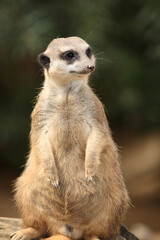 Fototapeta premium Erdmännchen / Suricate or Meerkat / Suricata suricatta