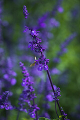 Azure blooms. Blue sage flowers.