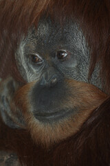 Sumatra-Orang-Utan /  Sumatran orangutang / Pongo abelii