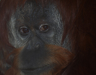 Sumatra-Orang-Utan /  Sumatran orangutang / Pongo abelii