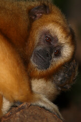 Schwarzer Brüllaffe / Black howler monkey / Alouatta caraya