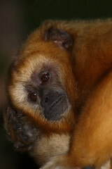 Schwarzer Brüllaffe / Black howler monkey / Alouatta caraya
