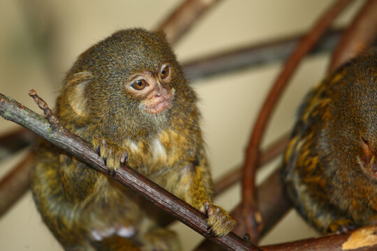Zwergseiden&auml;ffchen / Pygmy marmoset / Cebuella pygmaea - Callithrix pygmaea.