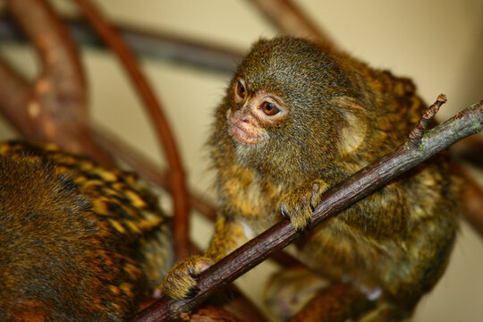 Zwergseiden&auml;ffchen / Pygmy marmoset / Cebuella pygmaea - Callithrix pygmaea.