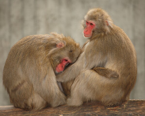 Rotgesichtsmakake oder Japanmakak / Japanese macaque or Snow monkey / Macaca fuscata