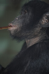 Bonobo oder Zwergschimpanse / Pygmy chimpanzee / Pan paniscus