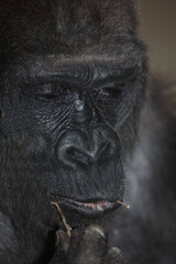 Westlicher Flachlandgorilla / Western lowland gorilla / Gorilla gorilla gorilla