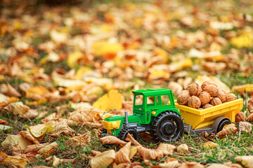 Green tractor carries nuts in the back. Toy tractor with a crop of ripe walnuts. Autumn photophone.