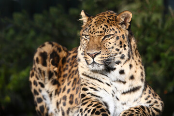Plakat Amurleopard / Amur leopard / Panthera pardus orientalis