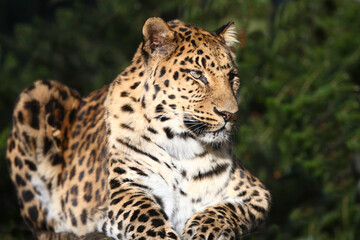 Fototapeta na wymiar Amurleopard / Amur leopard / Panthera pardus orientalis