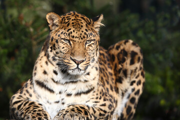 Amurleopard / Amur leopard / Panthera pardus orientalis