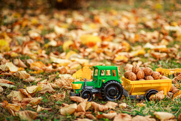 Green tractor carries nuts in the back. Toy tractor with a crop of ripe walnuts. Autumn photophone.