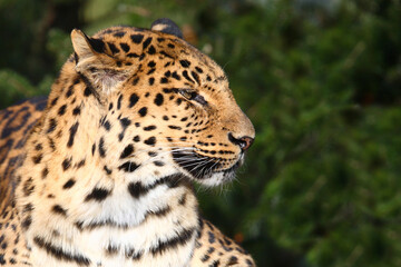 Obraz na płótnie Canvas Amurleopard / Amur leopard / Panthera pardus orientalis