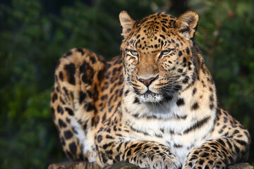 Obraz na płótnie Canvas Amurleopard / Amur leopard / Panthera pardus orientalis