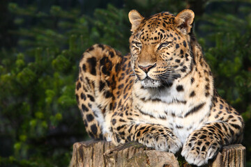 Fototapeta na wymiar Amurleopard / Amur leopard / Panthera pardus orientalis