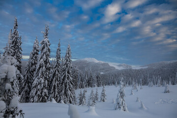 Massifs of spruce forest are covered with white snow in the winter mountains. Snowy weather.