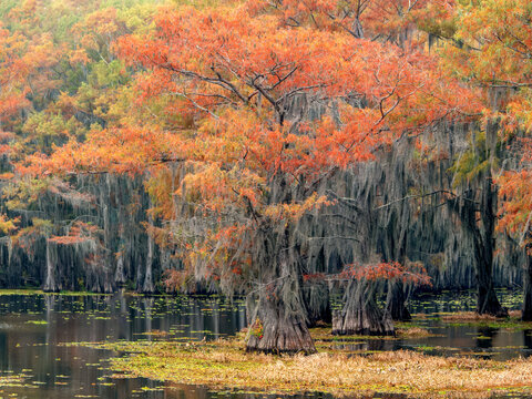 Autumn cypress trees in cypress swamp