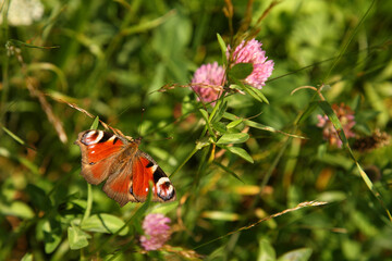 Tagpfauenauge / European peacock butterfly  / Vanessa io or Aglais io or Inachis io or Nymphalis io