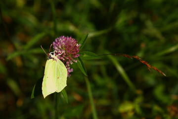 Großer Kohlweißling / Large white / Pieris brassicae