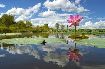 Untouched nature, peace and tranquility at the lotus pond. Khabarovsk territory, far East, Russia.