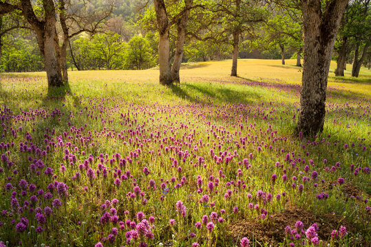 Oak trees and wildflower field in soft afternoon sunlight, Central Valley, California.