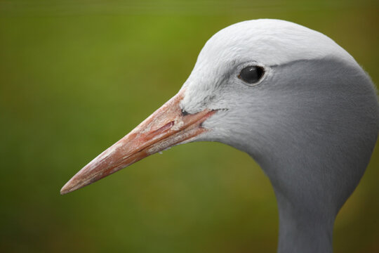 Paradieskranich / Blue crane / Anthropoides paradisea - Grus paradisea