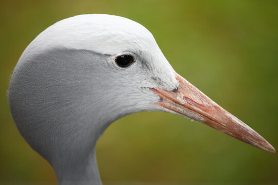 Paradieskranich / Blue crane / Anthropoides paradisea - Grus paradisea