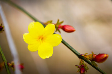 黄梅の花のクローズアップ	