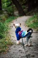 Yorkshire Terrier in blue coat sweater is walking outside in a park, woods, forest path in autumnal day. Puppy on a leash, little dog on a walk. Canine domestic animal, pet is looking somewhere.